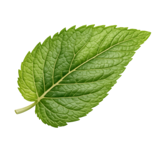 nhou mouse out mint leaf nhou mouse out mint leaf