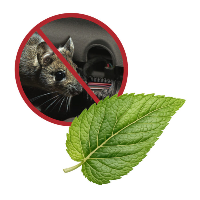 no mouse peppermint 1000px